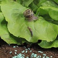 Anti-slug and snail granules on vegetable garden soil