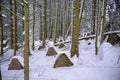 Anti tank wall or dragon's teeth on the Westwall covered in snow in a forest Royalty Free Stock Photo