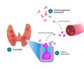 Anti-thyroglobulin antibodies pathophysiology. Royalty Free Stock Photo