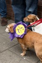 Anti UKIP dogs with rosette Royalty Free Stock Photo