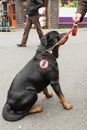 Anti UKIP dogs with sticker Royalty Free Stock Photo