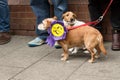 Anti UKIP sausage dogs with rosette Royalty Free Stock Photo