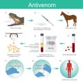 Anti venom is a medication made from antibodies from red blood h Royalty Free Stock Photo