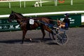 Antibes, France. 17.08.2020 Horses trotter breed in motion on hippodrome. Harness horse racing.