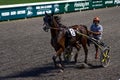 Antibes, France. 17.08.2020 Horses trotter breed in motion on hippodrome. Harness horse racing. Royalty Free Stock Photo