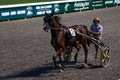 Antibes, France. 17.08.2020 Horses trotter breed in motion on hippodrome. Harness horse racing.