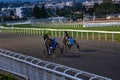Antibes, France. 17.08.2020 Horses trotter breed in motion on hippodrome. Harness horse racing.