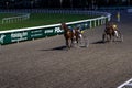 Antibes, France. 17.08.2020 Horses trotter breed in motion on hippodrome. Harness horse racing.