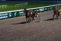 Antibes, France. 17.08.2020 Horses trotter breed in motion on hippodrome. Harness horse racing.