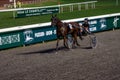 Antibes, France. 17.08.2020 Horses trotter breed in motion on hippodrome. Harness horse racing. Royalty Free Stock Photo