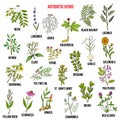 Antibiotic herbs collection. Hand drawn vector set