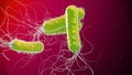 Antibiotic resistant Pseudomonas aeruginosa bacterium Royalty Free Stock Photo