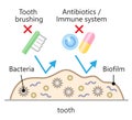 antibiotics and tooth brushing cannot remove infectious dental biofilms. dental health and oral care concept