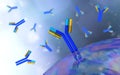 Antibodies, immunoglobulins, the immune