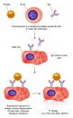 Antibody action and anaphylaxis