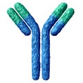 Antibody Anatomy Isolated Royalty Free Stock Photo