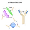 Antibody and Antigen. Humoral immunity Royalty Free Stock Photo