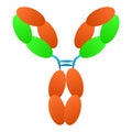 Antibody immunoglobulin molecule structure