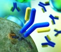 Antibody, immunoglobulins