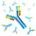 Antibody, immunoglobulins