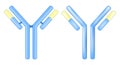 Antibody molecule. Signs or icons of an immunoglobulin