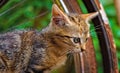 Anticipation in the Shadows: Striped Brown Kitten Waits in Lateral Side View, Before Rusty Bicycle and Bike Wheel