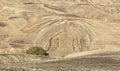 Anticline Geological Formation and Acacia Tree in the Arava Desert in Israel Royalty Free Stock Photo