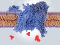 Antidepressive drug amitriptyline binding to and blocking a neuronal sodium channel