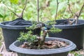 Antidesma acidum - Linh sam during the bonsai formation process Royalty Free Stock Photo
