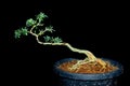 Antidesma acidum ,Linh sam In process to bonsai Royalty Free Stock Photo