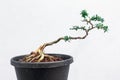 Antidesma acidum ,Linh sam In process to bonsai Royalty Free Stock Photo