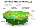 Antigen-presenting cell Royalty Free Stock Photo
