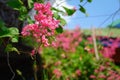 Antigonon leptopus. species of perennial vine in the buckwheat family commonly known as coral vine or queen\'s wreath.