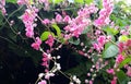 Antigonon leptopus, commonly known as Mexican creeper