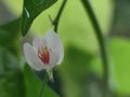 Antigonon leptopus, coral vine, Coralita, bee bush, or San Miguelito vine