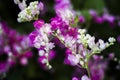 Antigonon leptopus Hook flower