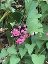 Antigonon leptopus or Mexican creeper or Bee bush or Corol vine or Chain of love flowers.