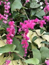 Antigonon leptopus or Mexican creeper or Bee bush or Corol vine or San Miguelito vine or Chain of love flowers.