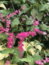 Antigonon leptopus or Mexican creeper or Bee bush or Corol vine or San Miguelito vine or Chain of love flowers.