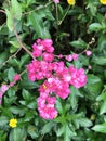 Antigonon leptopus or Mexican creeper or Bee bush or Corol vine or San Miguelito vine or Chain of love flowers.