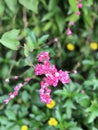 Antigonon leptopus or Mexican creeper or Bee bush or Corol vine or San Miguelito vine or Chain of love flowers.