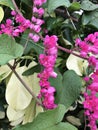 Antigonon leptopus or Mexican creeper or Bee bush or Corol vine or San Miguelito vine or Chain of love flowers.