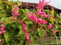 Antigonon leptopus / Mexicreeper flower