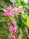 Antigonon leptopus pink flowers are blooming in the yard Royalty Free Stock Photo