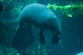 Antillean manatee (Trichechus manatus manatus). Royalty Free Stock Photo