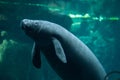 Antillean manatee (Trichechus manatus manatus). Royalty Free Stock Photo