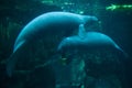 Antillean manatee (Trichechus manatus manatus). Royalty Free Stock Photo