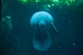 Antillean manatee (Trichechus manatus manatus). Royalty Free Stock Photo