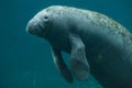 Antillean manatee (Trichechus manatus manatus). Royalty Free Stock Photo