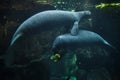 Antillean manatees Trichechus manatus manatus Royalty Free Stock Photo